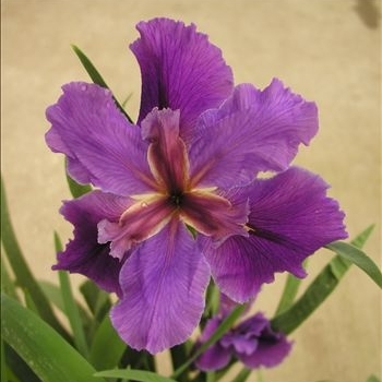 Iris 'Kevin Matthews' 