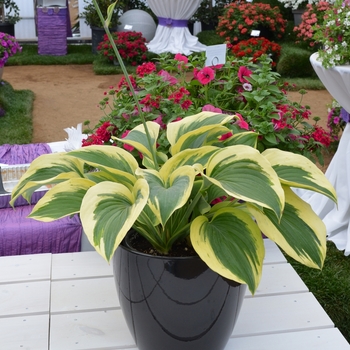 Hosta fluctuans 'Liberty' 