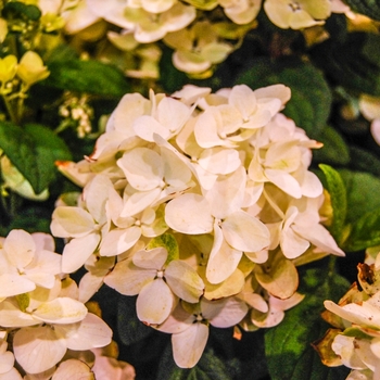 Hydrangea paniculata 'HYPMAD I' 