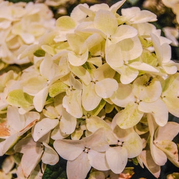 Hydrangea paniculata 'White Diamonds®'