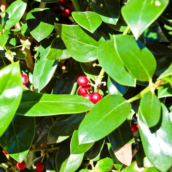 Ilex cornuta 'Needlepoint'