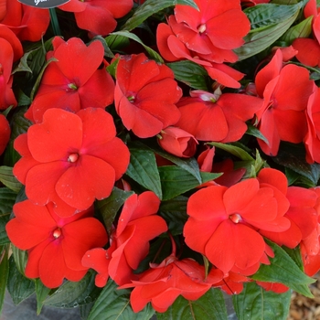 Impatiens 'Magnum Dark Red' 