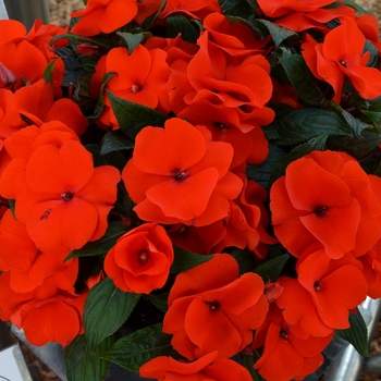 Impatiens 'Magnum Fire'