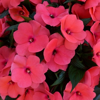 Impatiens 'Magnum Peach' 