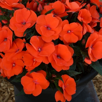 Impatiens 'Magnum Orange' 