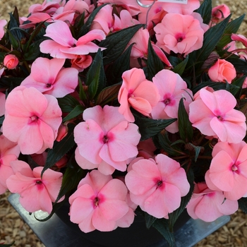 Impatiens 'Magnum Pink' 