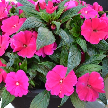 Impatiens 'Magnum Purple' 