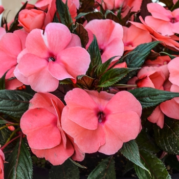 Impatiens 'Magnum Salmon' 