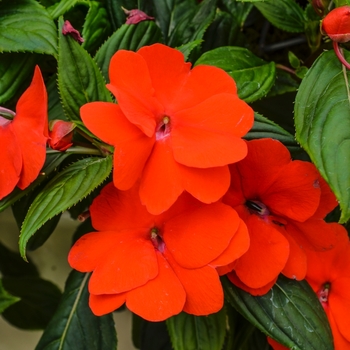 Impatiens hawkeri 'Orange' 