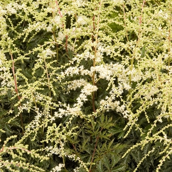 Astilbe simplicifolia 'White Sensation' PP18462