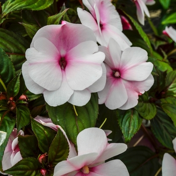 Impatiens hawkeri 'Pink Pearl' 