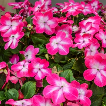 Impatiens walleriana Super Elfin® 'Rose Starburst'