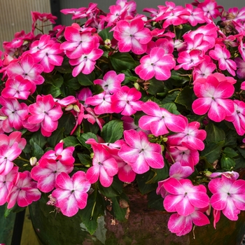 Impatiens walleriana 'Rose Starburst' 