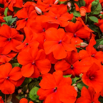 Impatiens walleriana 'Scarlet' 