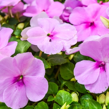 Impatiens walleriana 'Blue Pearl' 