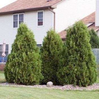Thuja occidentalis 'Dark Green' 