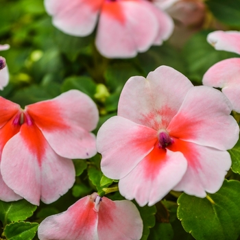 Impatiens walleriana 'Cherry Splash' 