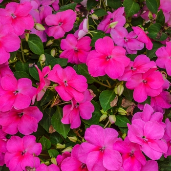 Impatiens walleriana 'Deep Pink' 