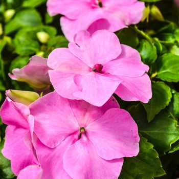 Impatiens walleriana 'Lilac' 