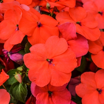 Impatiens walleriana 'Punch' 