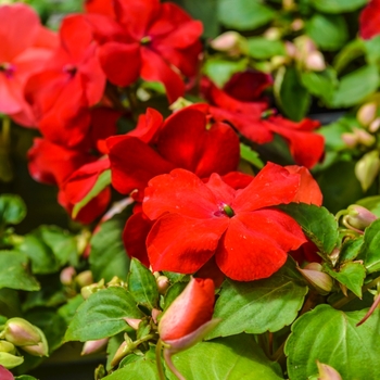 Impatiens walleriana Super Elfin® XP 'Red'