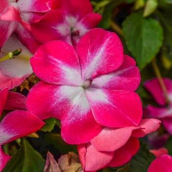 Impatiens walleriana Super Elfin® XP 'Rose Starburst'