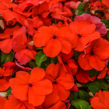 Impatiens walleriana Super Elfin® XP 'Salmon IPD'