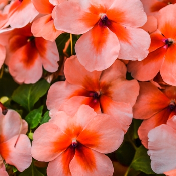 Impatiens walleriana 'Salmon Splash' 