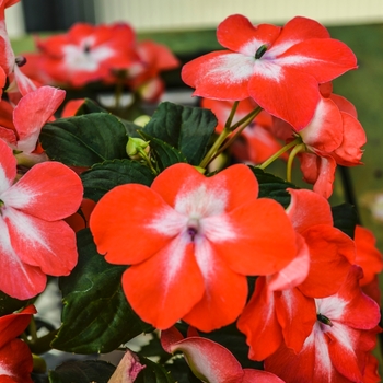 Impatiens walleriana Super Elfin® XP 'Salmon Starburst'