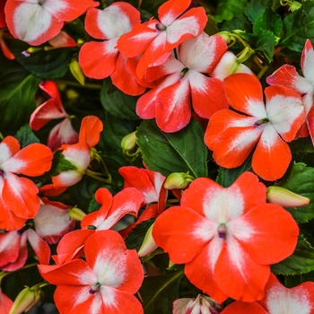 Impatiens walleriana 'Salmon Starburst' 