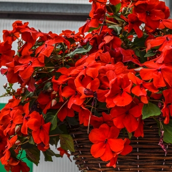 Impatiens walleriana 'Scarlet IPD' 