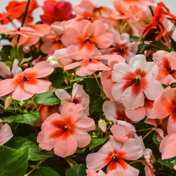 Impatiens walleriana Super Elfin® XP 'Sedona Mix'