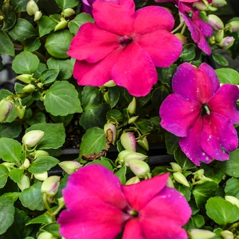 Impatiens walleriana Super Elfin® XP 'Violet'