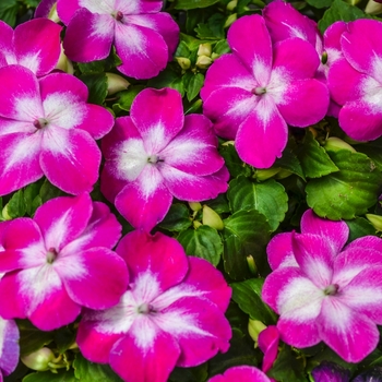 Impatiens walleriana 'Violet Starburst' 