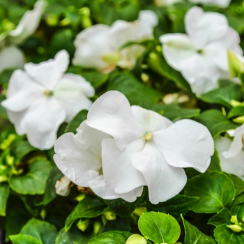 Impatiens walleriana 'White' 