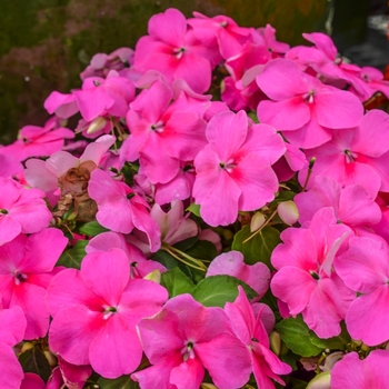 Impatiens walleriana Super Elfin® 'Deep Pink IPD'