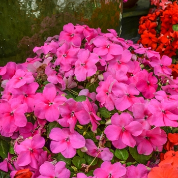 Impatiens walleriana 'Deep Pink IPD' 