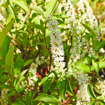 Itea virginica 'Henry's Garnet'