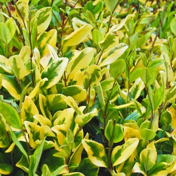 Ligustrum japonicum 'Howardi'