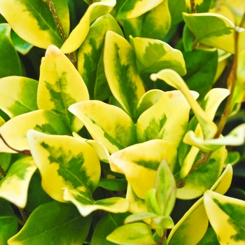 Ligustrum Japonicum Variegatum Variegated Privet Garden Center Ligustrum Japonicum Variegatum Variegated Privet Garden Center