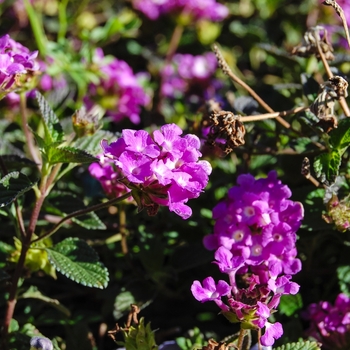 Lantana montevidensis 'Trailing Purple'