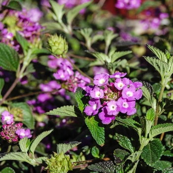 Lantana montevidensis 'Trailing Purple' 