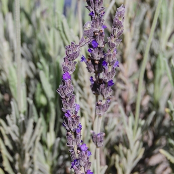 Lavandula 'Goodwin Creek Grey' 