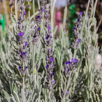 Lavandula 'Goodwin Creek Grey'