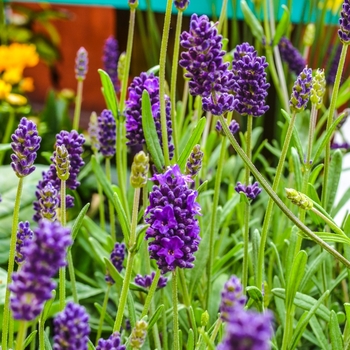 Lavandula angustifolia 'Lavance Deep Purple'