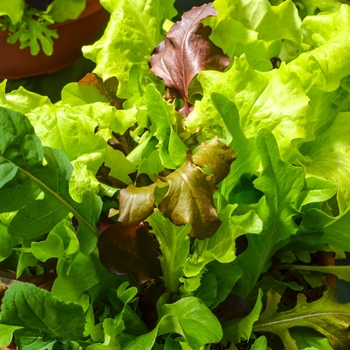 Lactuca sativa 'City Garden Lettuce Mix' 