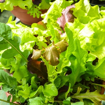Lactuca sativa 'City Garden Lettuce Mix' 