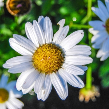 Leucanthemum x superbum 'Snow Lady'