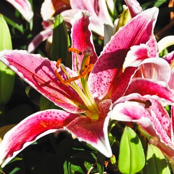 Lilium 'Maru®'