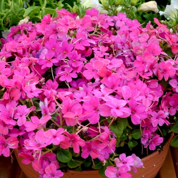 Impatiens walleriana 'Little Lizzy™ Rose' 